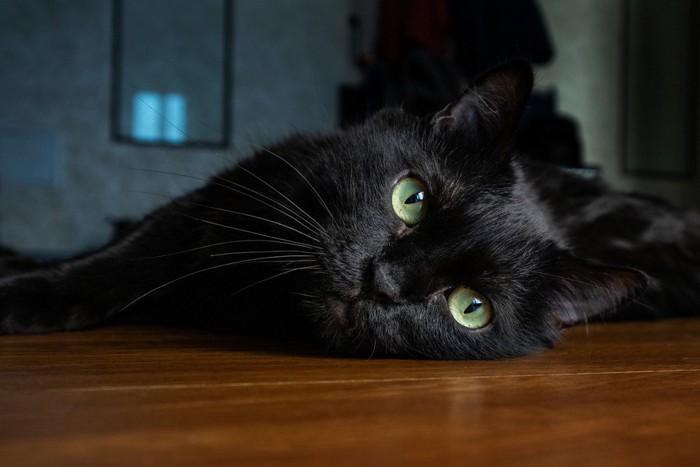 床に寝そべる黒猫