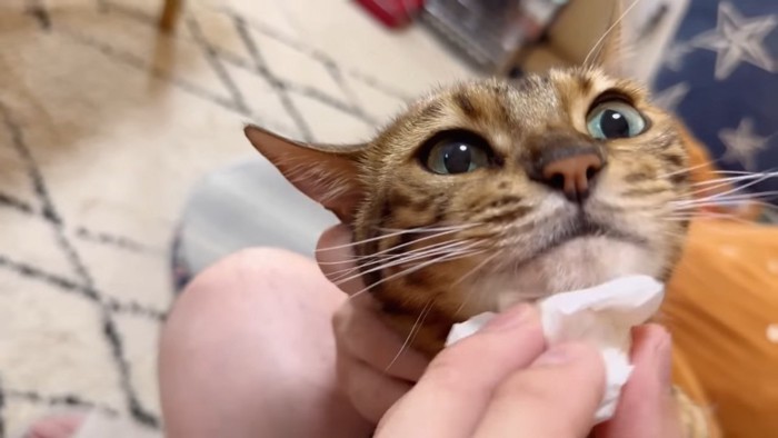あごを拭かれる猫