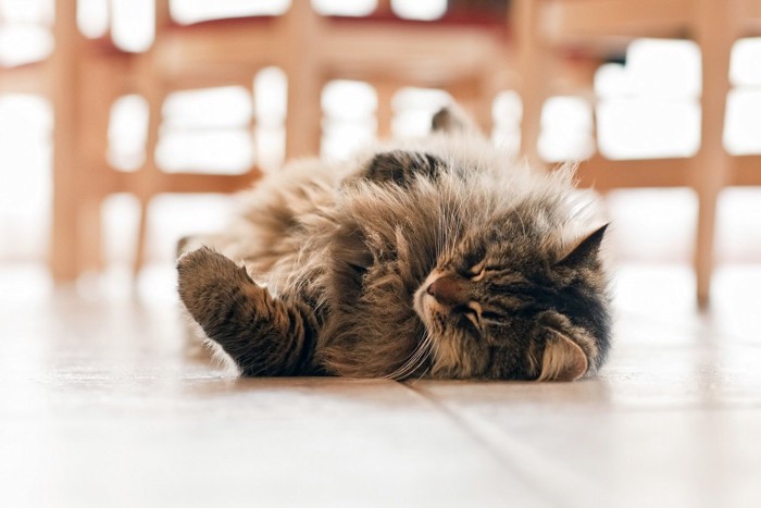 床で寝る長毛の猫