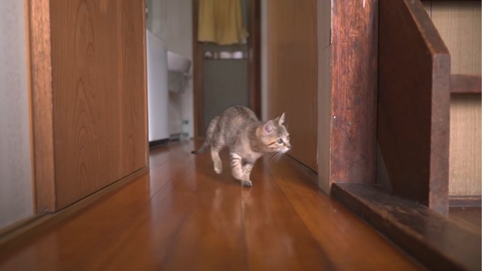 廊下を走る子猫