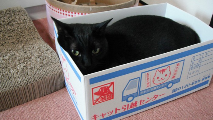 箱に入る黒猫