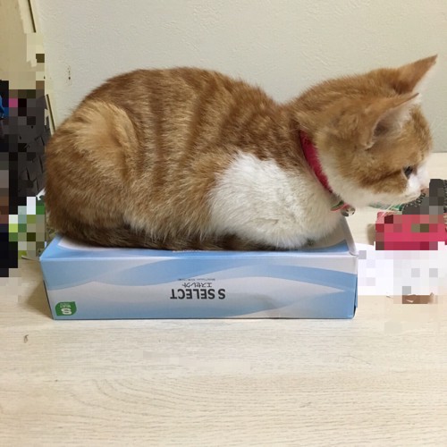 箱の上の猫