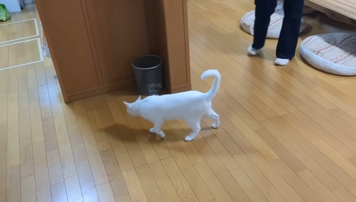 ウロウロしている白猫