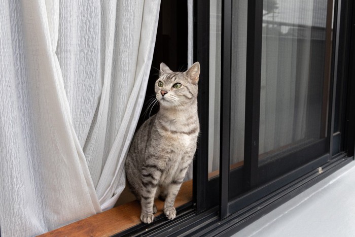 開いた窓から外を窺う猫