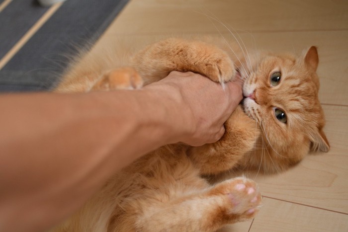 人の手を噛む茶色の猫