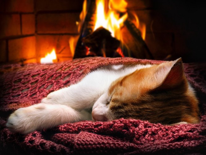 火のそばで寝ている猫