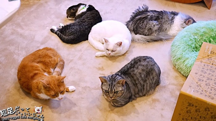 5匹の猫