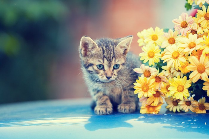 花の影に隠れる子猫