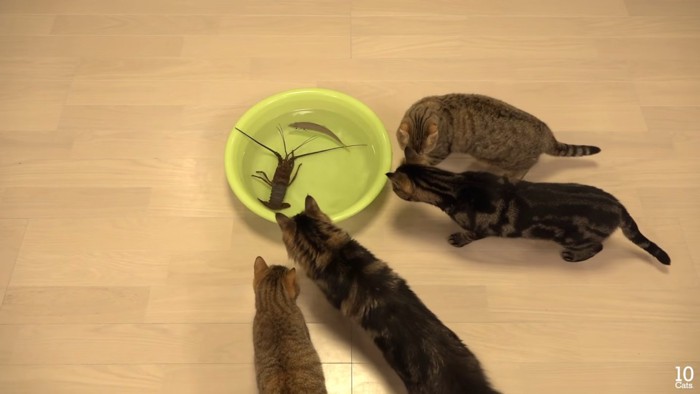 洗面器の周りに集まる猫たち