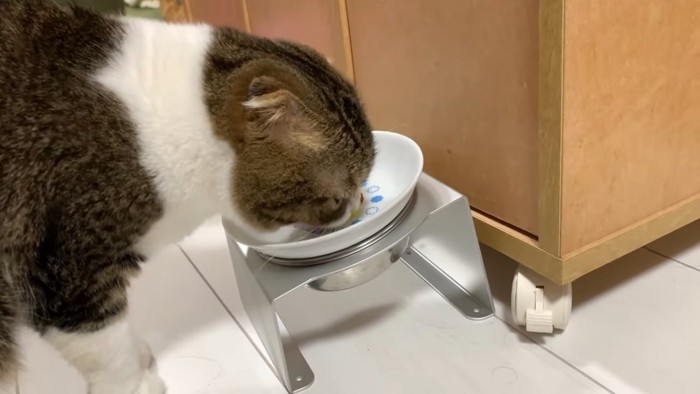 お皿に顔を近づける猫の横顔