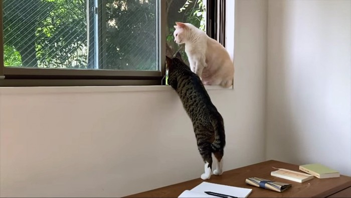 立ち上がるキジシロと窓辺のベージュ猫