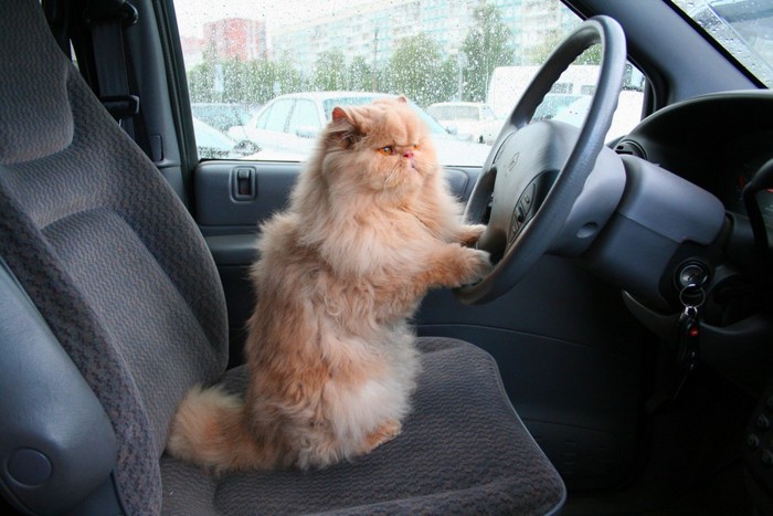 運転する猫