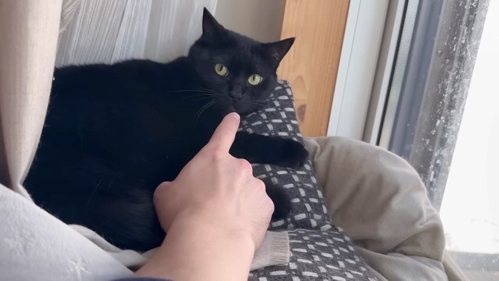 顔に手を近づけられた猫