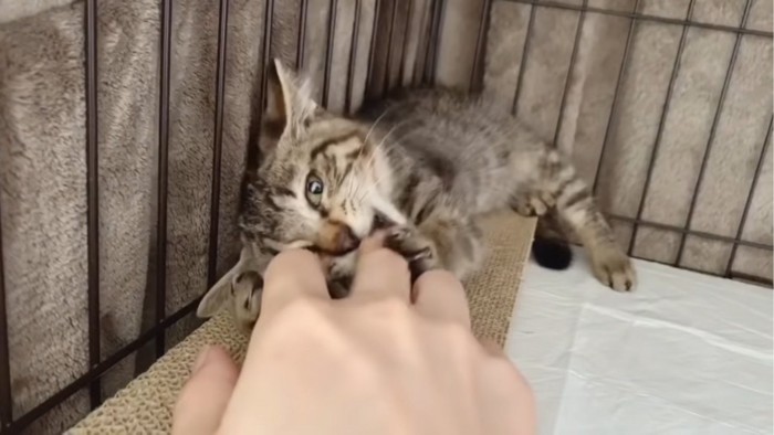 手を噛む子猫