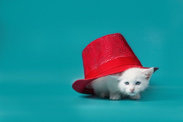 帽子の下の子猫