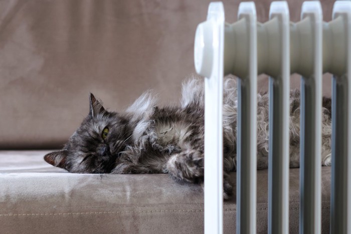 暖房の前でソファーで眠る猫