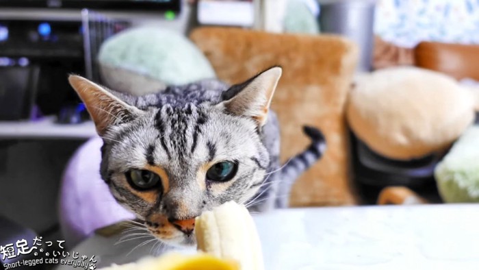 バナナのにおいを嗅ぐ猫