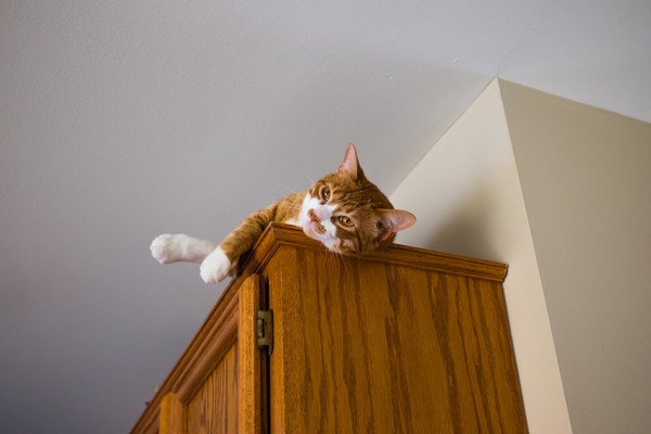 高い所棚の上にいる猫