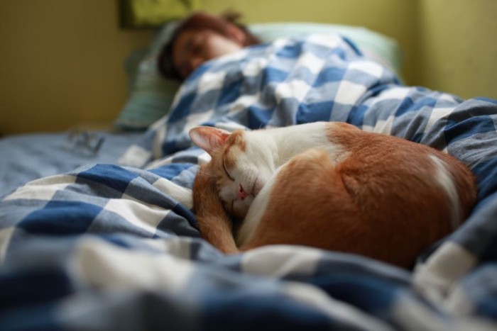 ベッドで丸くなって寝る猫