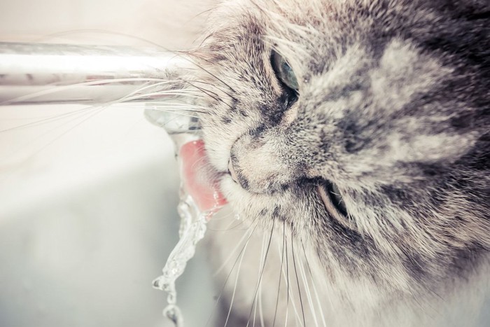 水を蛇口からがぶ飲みする猫