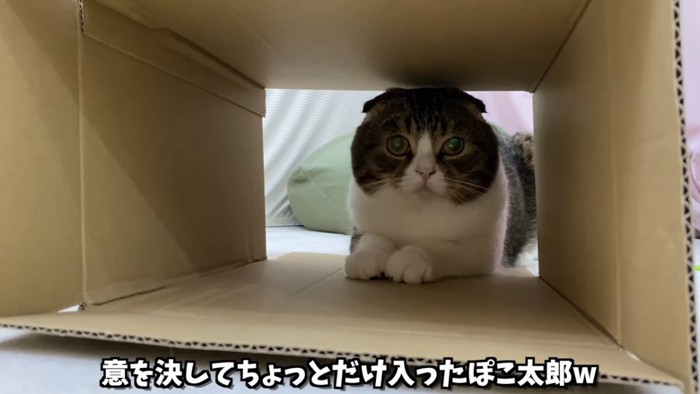 箱に前足だけ入る猫