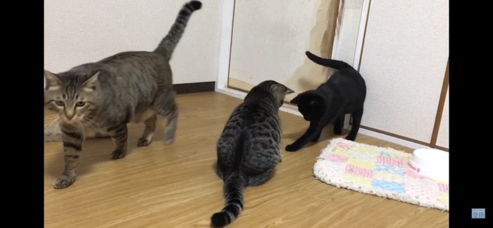 歩く猫と遊ぶ猫たち