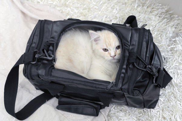 黒いキャリーバッグに入る白い猫