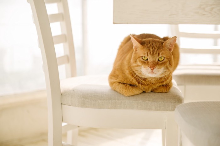 白い椅子の上にいる茶トラの猫
