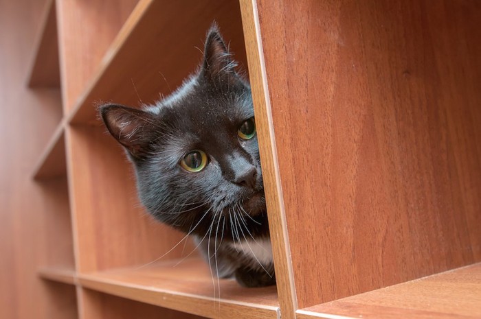 棚に入ってこちらを覗いている猫