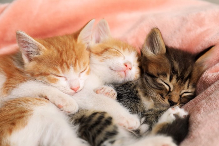 熟睡する3匹の子猫