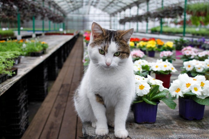温室に並んだ植物の前にたたずむ猫