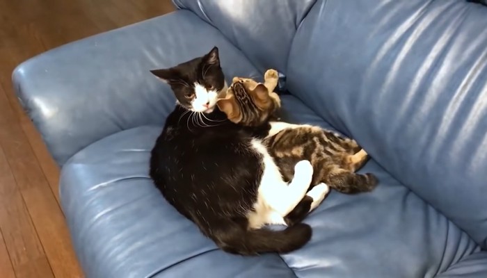 黒白猫と子猫