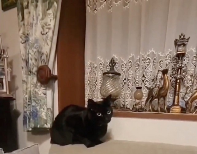 ソファの上に座る黒猫