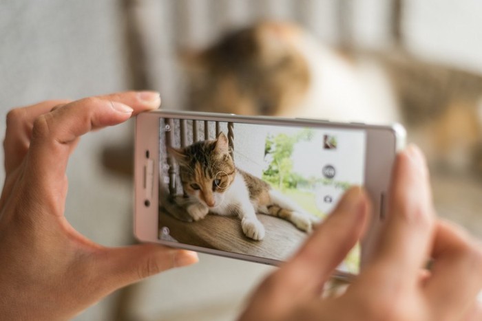 スマートフォンで写真を撮られる猫