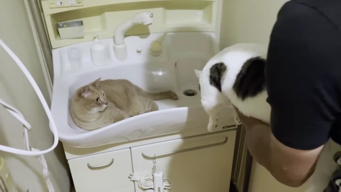 猫に洗面所の中の猫を見せる
