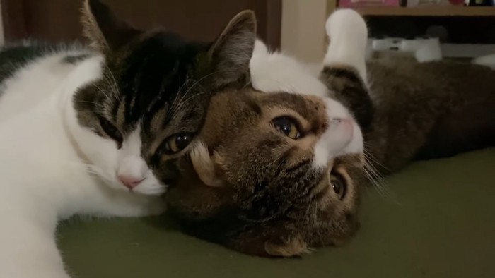 顔をくっつけて寝ている2匹の猫