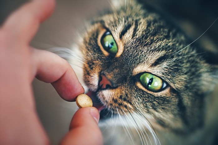 薬を飲まされている猫の顔アップ