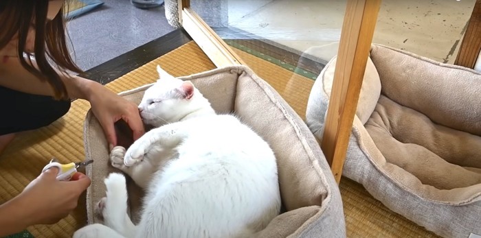 爪切りされる白い猫