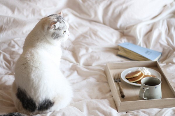 猫の朝食