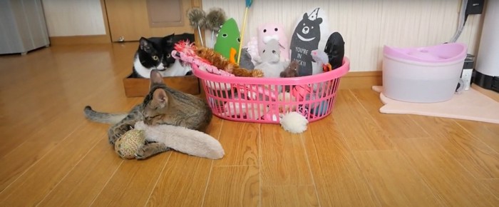 おもちゃ箱の前で遊ぶ猫