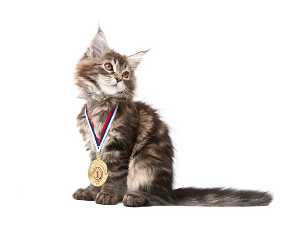 金メダルをもらった子猫