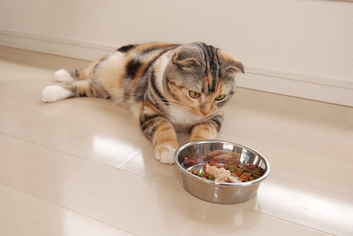 目の前に置かれたご飯を見つめる猫