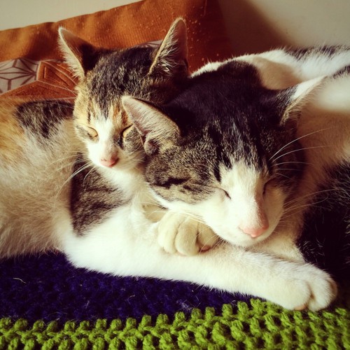 くっついて寝ている2匹の猫