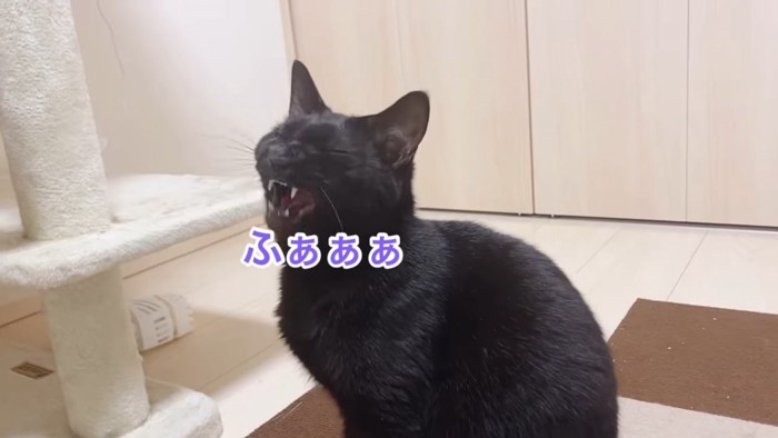 あくびをする黒猫