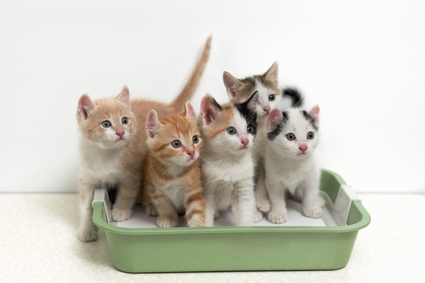 5匹の子猫だらけのトイレ