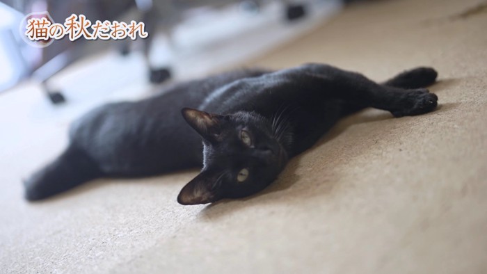 カメラ目線で横たわる黒猫