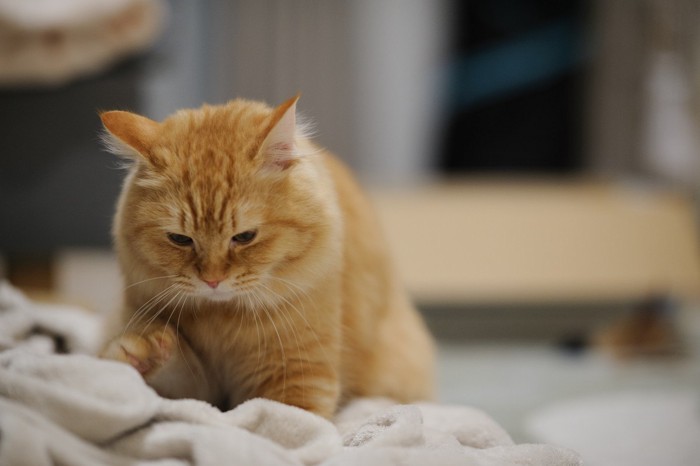 タオルにフミフミをする猫