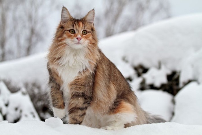 雪の上に立つ猫