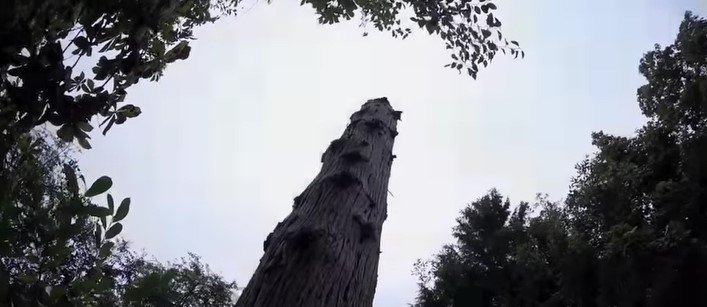 ツェッペリンの登った木