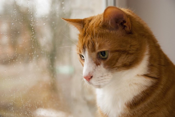 窓辺で寂しそうな表情をする猫
